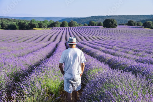 View of a man in a hat walking between the rows of a purple lavender plantation in the morning light