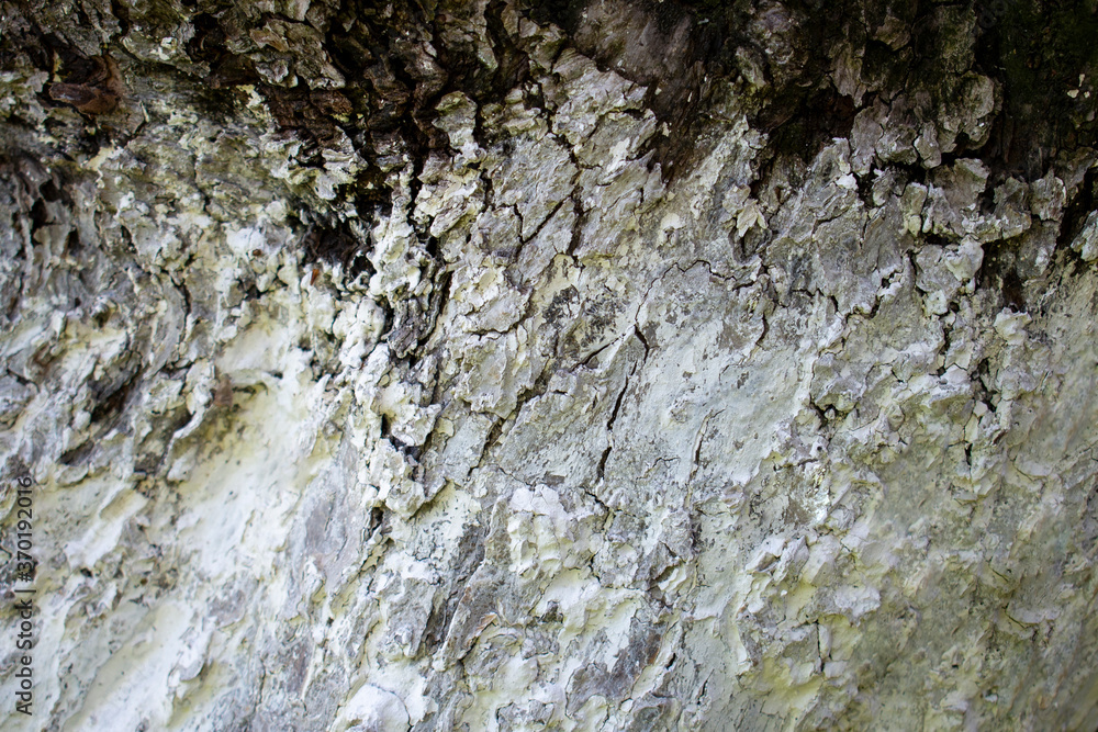 White light tree bark texture / old dry wood background with rings, fungus and moss
White light tree bark texture / old dry wood background with rings, fungus and moss