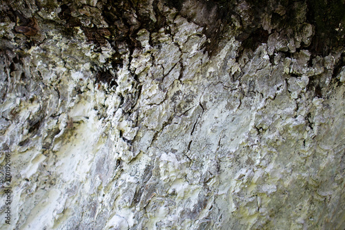 White light tree bark texture / old dry wood background with rings, fungus and moss 