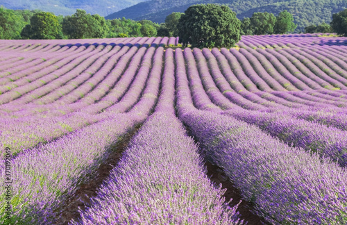 Crop fields of violet color lavender in the afternoon light. Panoramic view