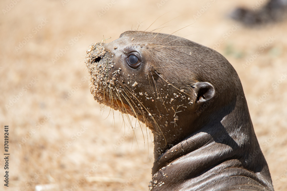 Fototapeta premium Young baby otter lying on the sand sunbathing