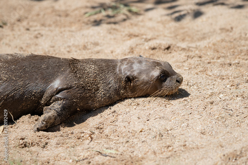Young baby otter lying on the sand sunbathing