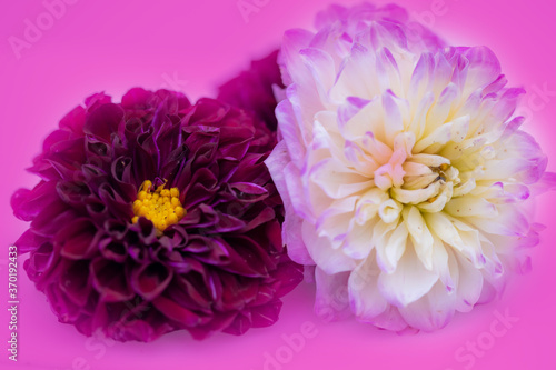 pink and white chrysanthemum in pink background