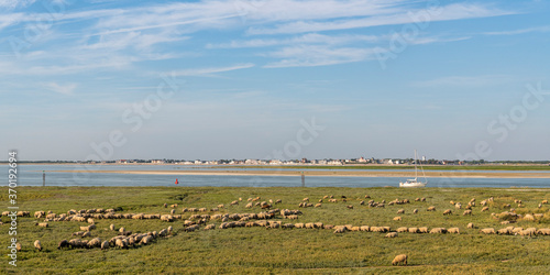 Moutons de prés salés au Cap Hornu