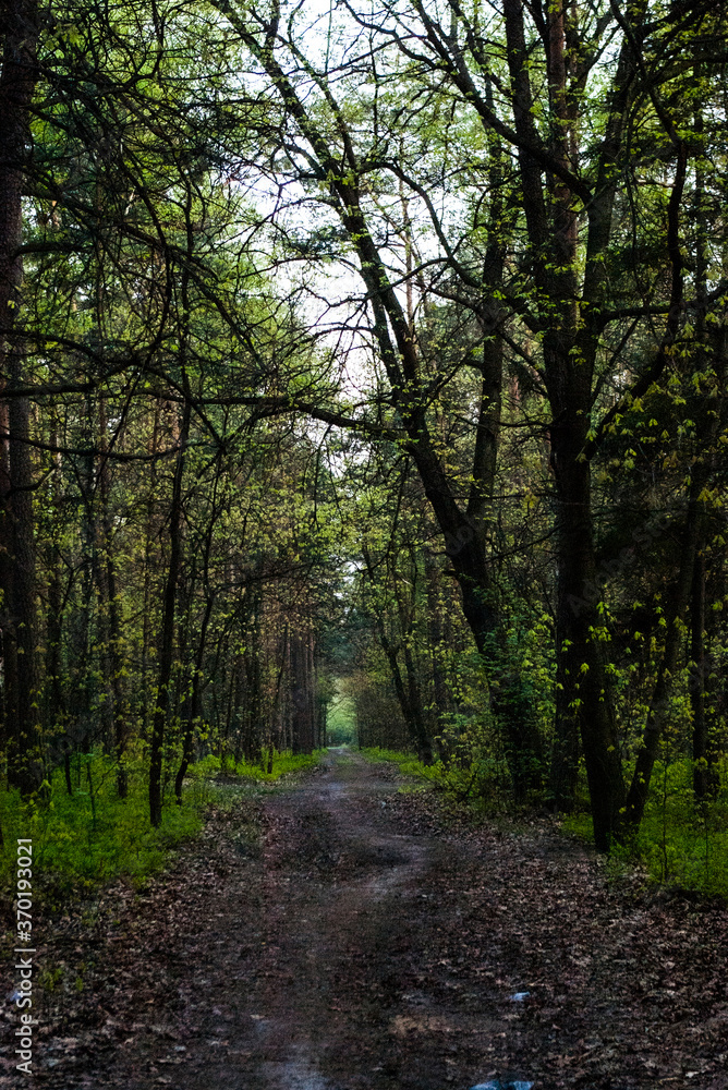 Naklejka premium Footpath / way / path in the wild sunny forest / woods. Perspective view of the pathway with thres and bushes shadows. Blue sunny sky at the end