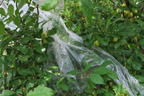 Foil abandoned on the fruit tree

 photo