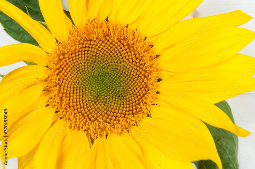 yellow sunflower on a white background close up yellow sunflower on a white background close up