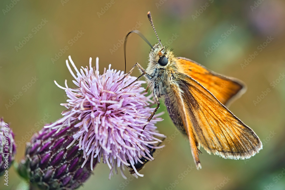 Braunkolbiger Braun-Dickkopffalter ( Thymelicus sylvestris ). Braunkolbiger Braun-Dickkopffalter ( Thymelicus sylvestris ).