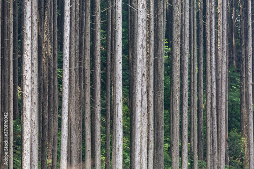 Forest trees in a deep Japanese forest abstract nature background