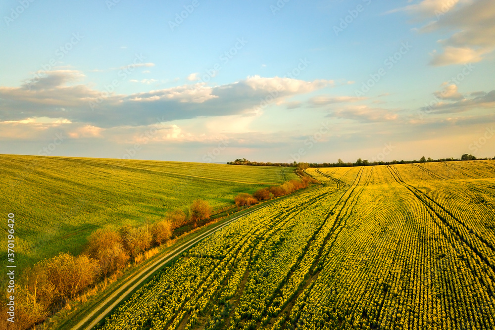Aerial view of bright green agricultural farm field with growing rapeseed plants and cross country dirt road at sunset.