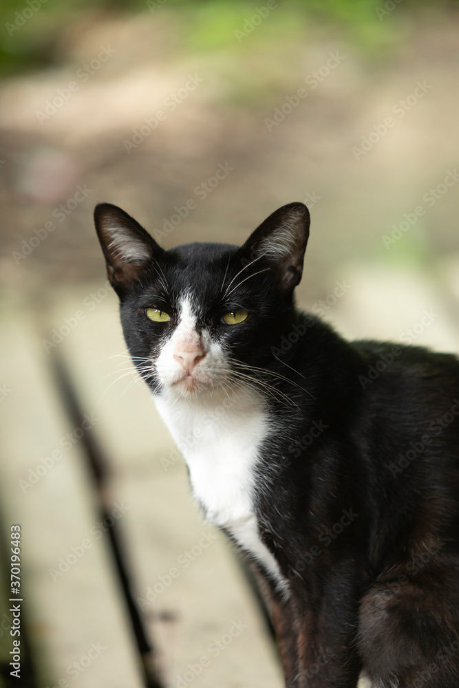 Thai cat sit at balcony staring visitor