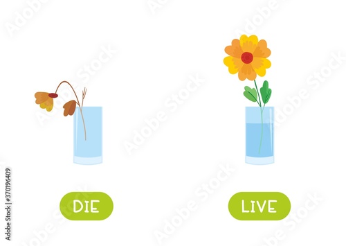 Die and live antonyms word card vector template. Opposites concept. Flashcard for english language learning. Dead wilted flower, flowering plant..