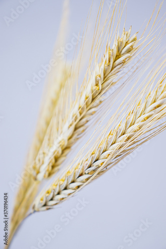 Yellow ears of rye on a white background. Ripening prickly ears of rye. photo