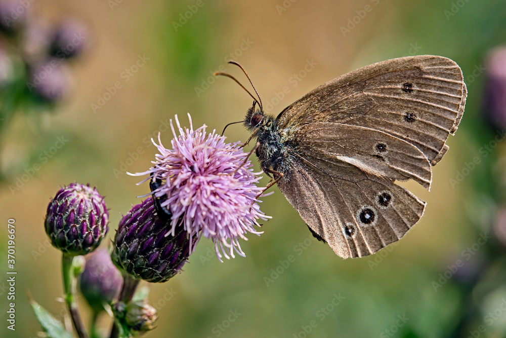 Brauner Waldvogel ( Aphantopus hyperantus ). Brauner Waldvogel ( Aphantopus hyperantus ).