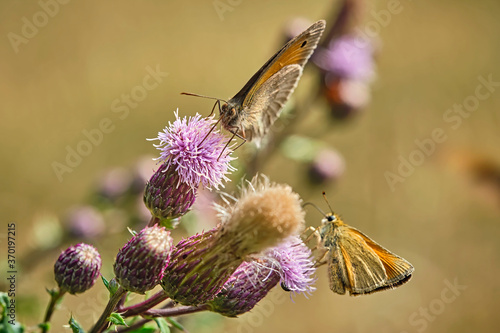 Braunkolbiger Braun-Dickkopffalter ( Thymelicus sylvestris ) und Großes Ochsenauge ( Maniola jurtina ). photo