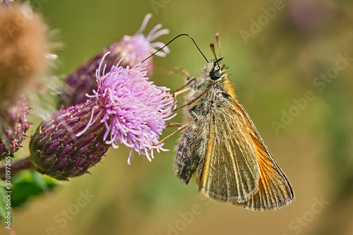 Braunkolbiger Braun-Dickkopffalter ( Thymelicus sylvestris ). photo