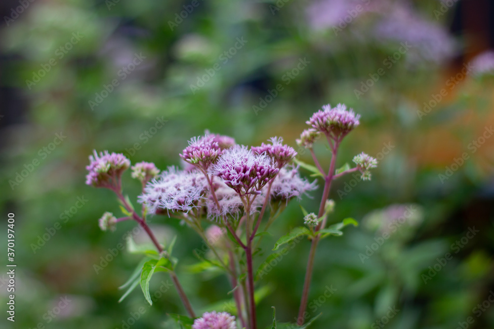 Close up of hemp agrimony, also called Eupatorium cannabinum, holy rope or wasserdost Close up of hemp agrimony, also called Eupatorium cannabinum, holy rope or wasserdost