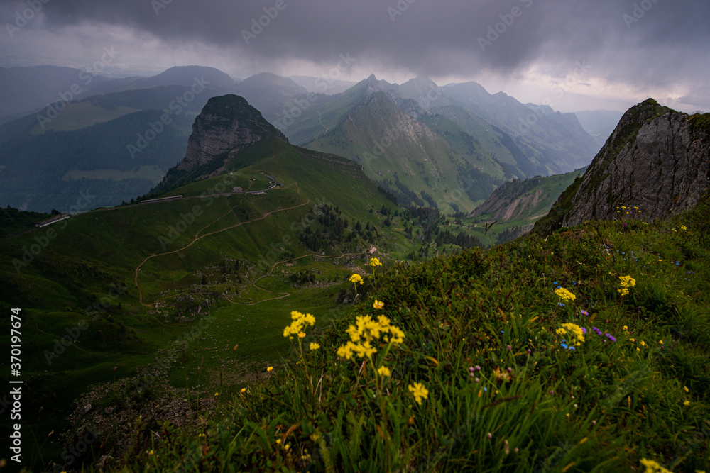 view from the top of Rochers de Naye with clouds in the sky and flowers in the foreground. in the swiss alps