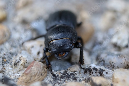 cute smilig black little scarab  photo