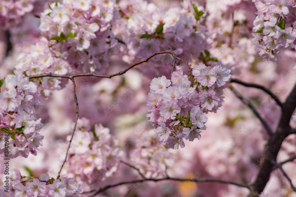 Full frame view of pink cherry blossoms