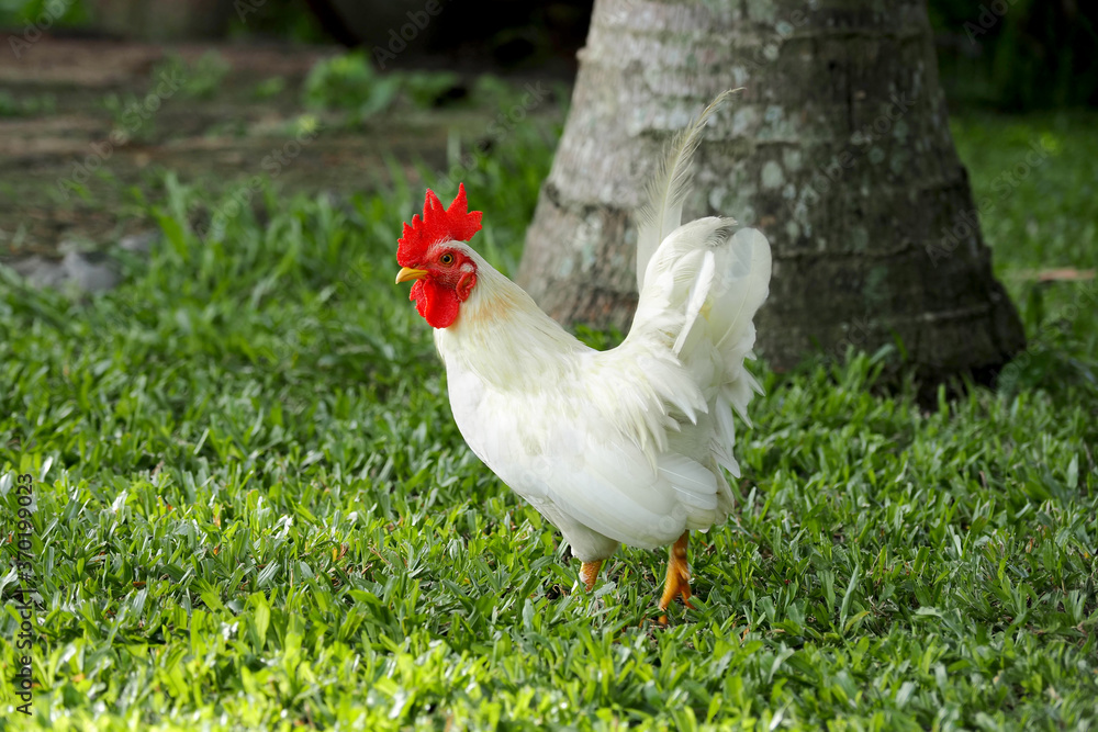 Beautiful white bantam chicken on the lawn.With face and eyes, bantam in a relaxed mood.The concept presents a bantam chicken walking moving Beautiful white bantam chicken on the lawn.With face and eyes, bantam in a relaxed mood.The concept presents a bantam chicken walking moving