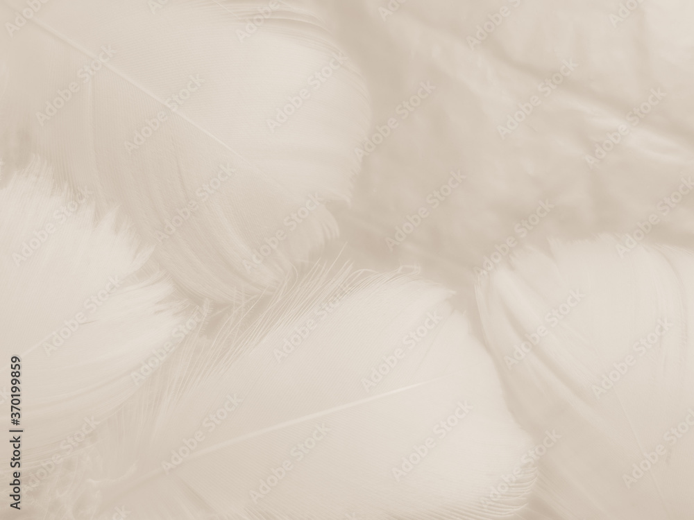 Beautiful abstract gray and white feathers on white background, soft brown feather texture on white pattern background, yellow feather background Beautiful abstract gray and white feathers on white background, soft brown feather texture on white pattern background, yellow feather background
