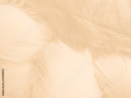 Beautiful abstract orange and white feathers on white background  soft brown feather texture on white pattern background  yellow feather background