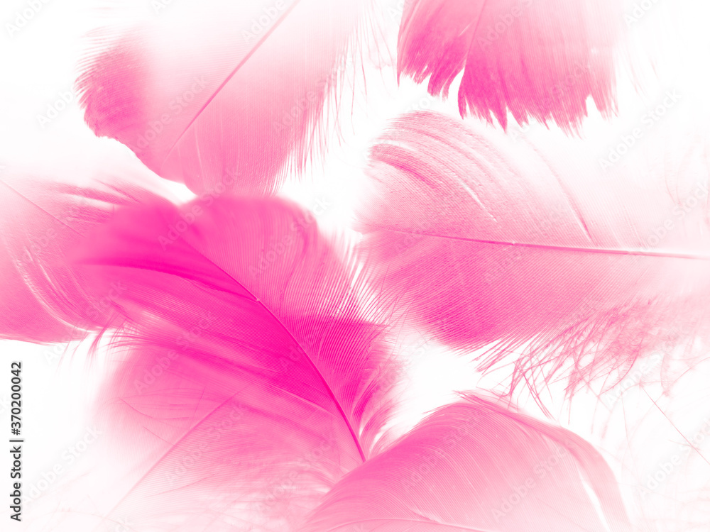 Obraz premium Beautiful abstract white and pink feathers on white background and soft white feather texture on pink pattern and pink background, feather background, pink banners