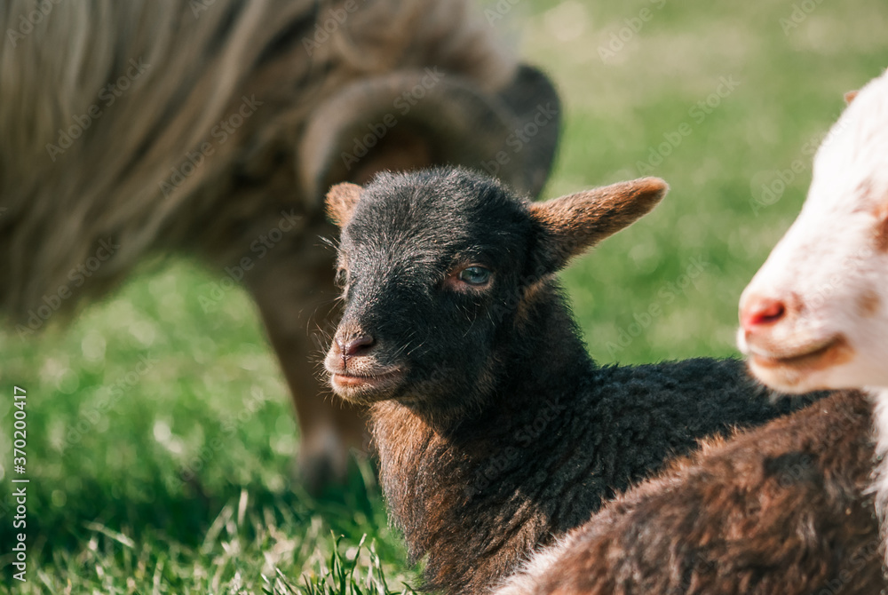 Black lamb laying in the sun looking into the camera Black lamb laying in the sun looking into the camera