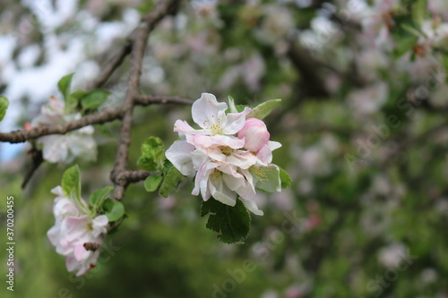  Delicate pink flowers bloom on the branches of an apple tree on a sunny spring day