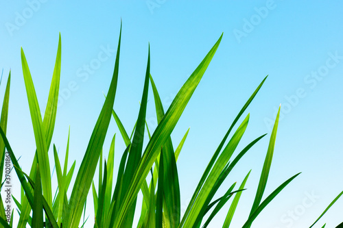 Beautiful green grass under blue sky. Close up. Copy space.