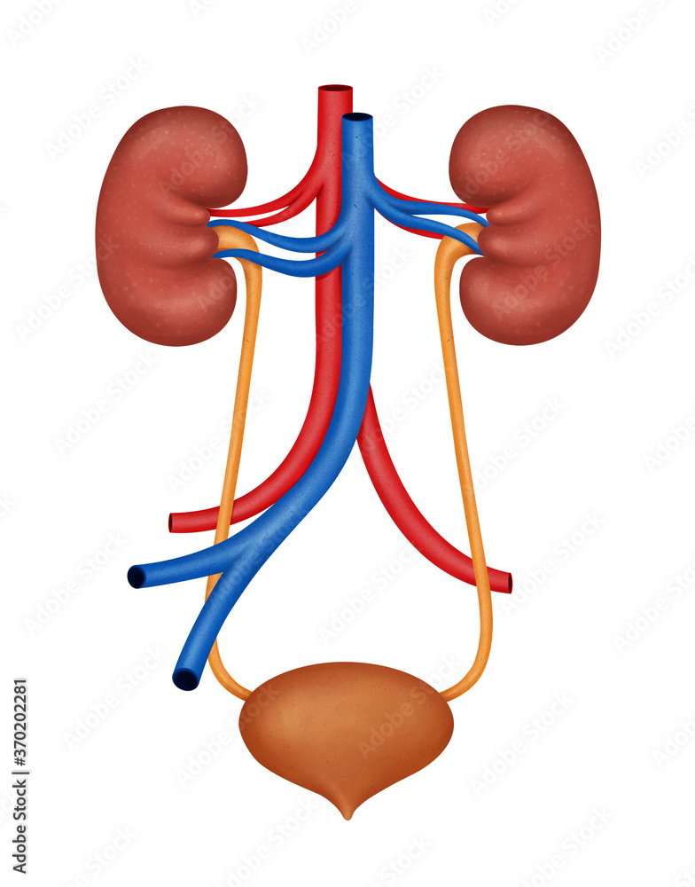 Human kidney medical diagram. Human Urinary System Diagram realistic