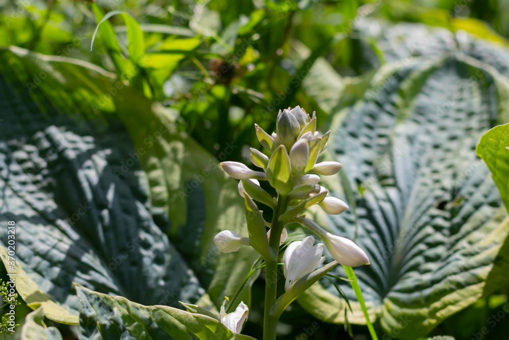Obraz premium Flowers of a plantain lily, also called giboshi, Hosta sieboldiana or Blaublatt Funkie