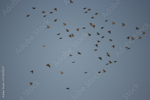 flock of seagulls