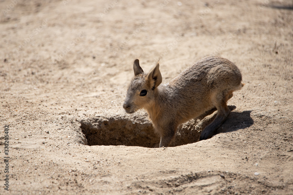 Fototapeta premium Alert young Patagonian hare entering its burrow