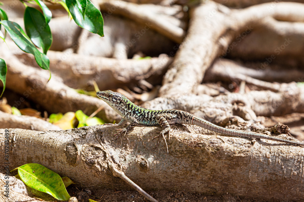 A small variegated blue-green lizard with dark gray stripes froze on the powerful roots of a southern tree. A small variegated blue-green lizard with dark gray stripes froze on the powerful roots of a southern tree.