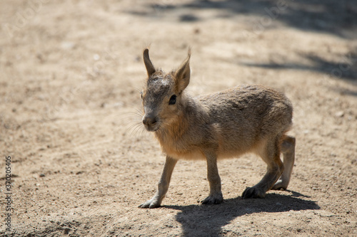 Young alert patagonian hare walking on sand