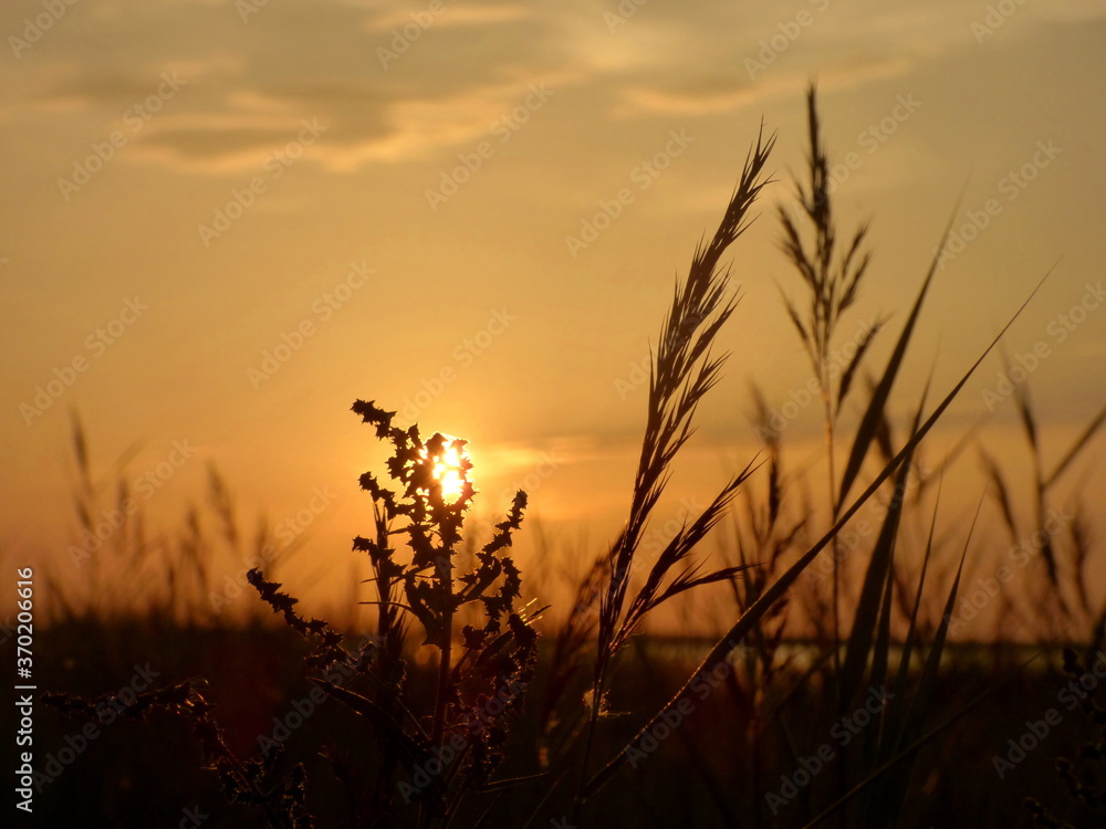 sunset in the field