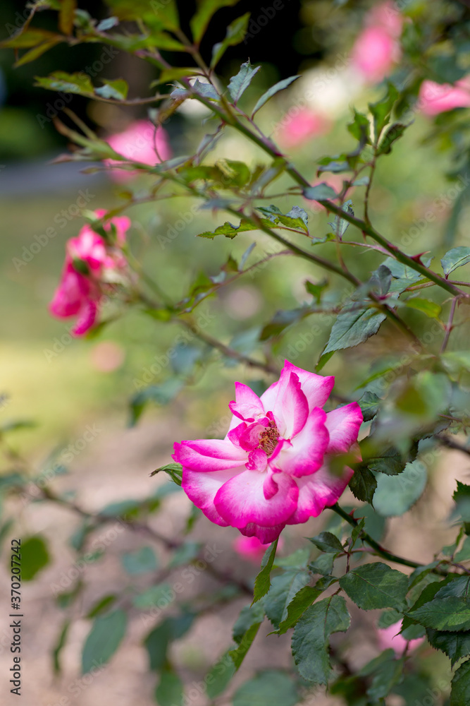 Edelrose Moderner Teehybrid Edelrose Moderner Teehybrid