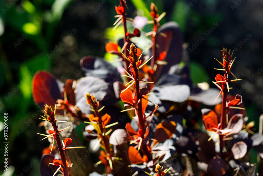 Decorative berberis thunbergii with red leaves Decorative berberis thunbergii with red leaves