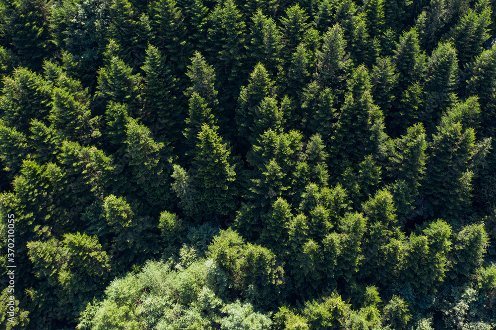Skole Beskids National Nature Park. Closeup view from drone on forest, mountain. Wallpaper, texture, background Skole Beskids National Nature Park. Closeup view from drone on forest, mountain. Wallpaper, texture, background