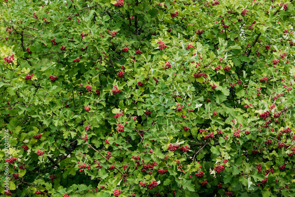 Beauty in nature, juicy bush with berries.