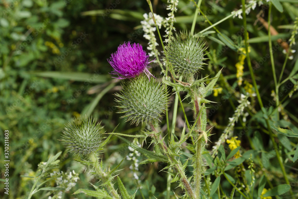 Rocky Mountain thistle closeup