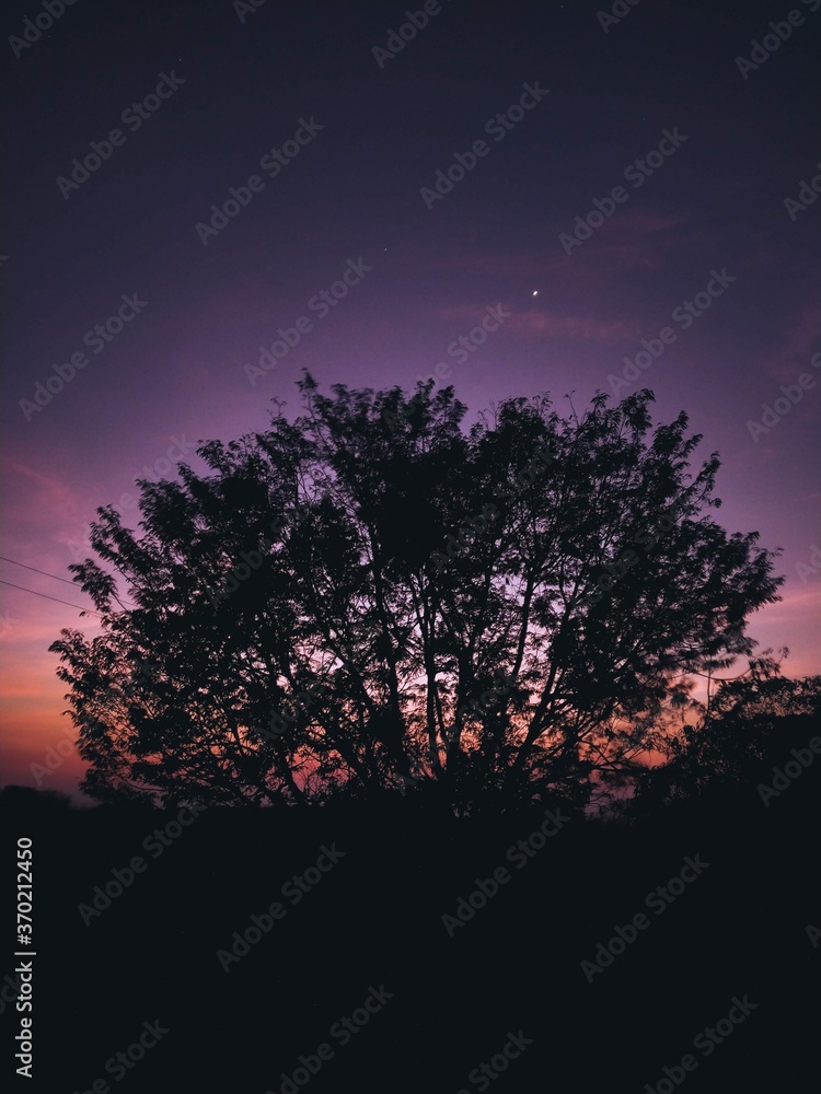 Fototapeta premium Stars, night and a tree