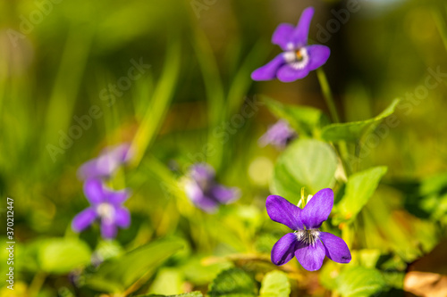 Violette des bois  Violette de Reichenbach  Viola reichenbachiana 