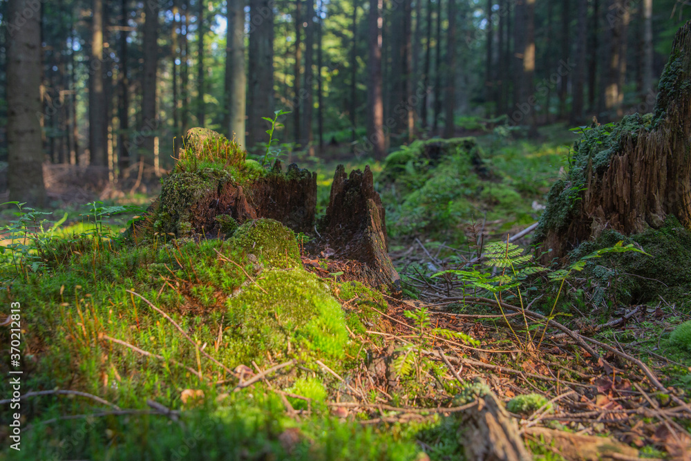 Forest floor in morning sunlight, tree stumps, trunks, moss and hummus Forest floor in morning sunlight, tree stumps, trunks, moss and hummus