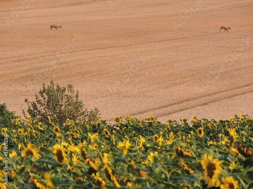 Fototapeta Naklejka Na Ścianę i Meble -  Słonecznik (Helianthus L.)Pole słonecznikowe i sarny