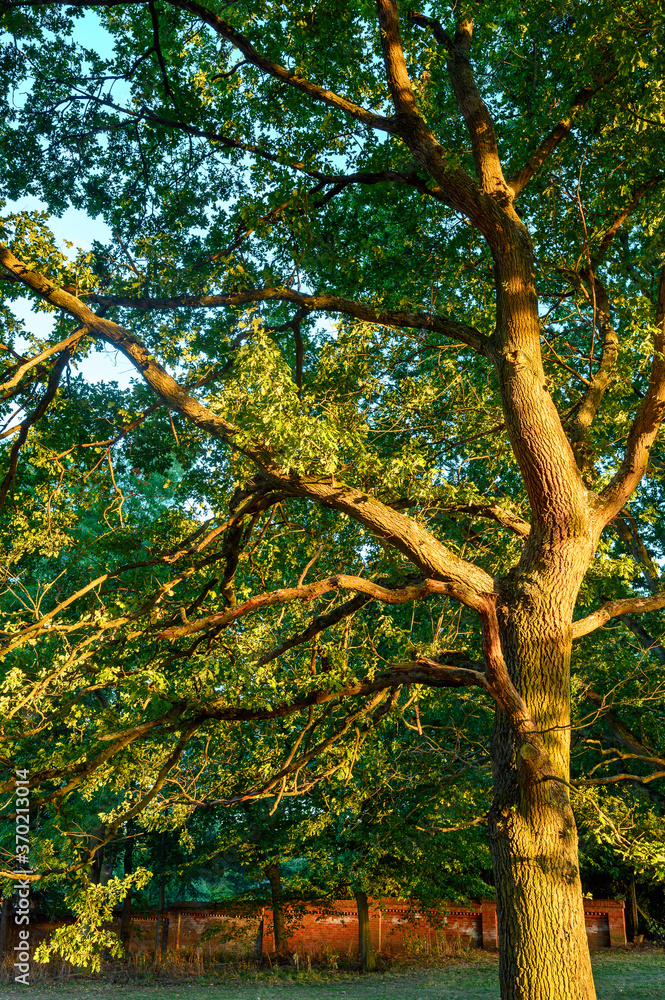Oak tree in Harvington Park, Beckenham, Kent. This majestic oak is seen in a golden light at sunset with a red brick wall behind. Oak tree in a park. Oak tree in Harvington Park, Beckenham, Kent. This majestic oak is seen in a golden light at sunset with a red brick wall behind. Oak tree in a park.