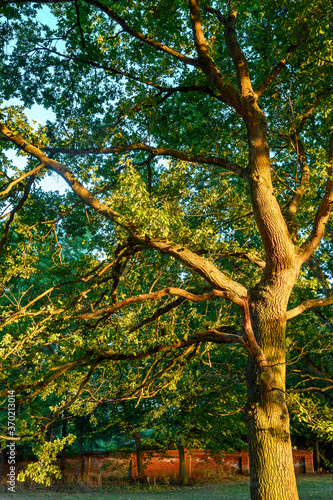 Oak tree in Harvington Park  Beckenham  Kent. This majestic oak is seen in a golden light at sunset with a red brick wall behind. Oak tree in a park.