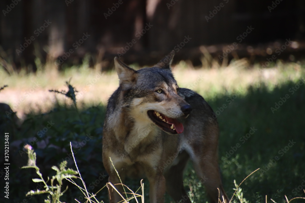 Naklejka premium loup